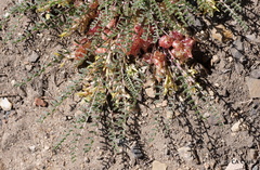 Astragalus lentiginosus semotus