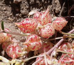 Astragalus lentiginosus semotus