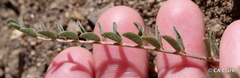 Astragalus lentiginosus semotus