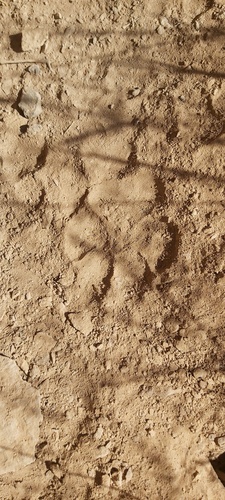 Striped Hyaena