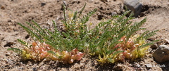 Astragalus lentiginosus semotus