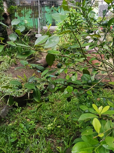 Citrus aurantiifolia observed 2025-11-24