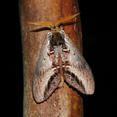 Hylaeora eucalypti