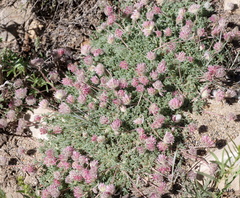 Trifolium andersonii