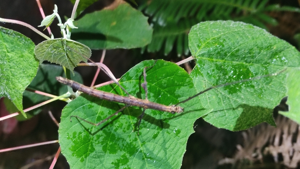 Medauromorpha