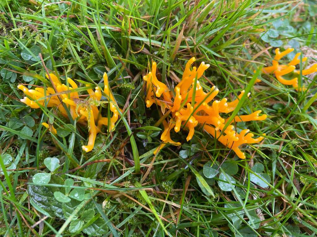 Clavulinopsis corniculata · November 2025 · photo: © davidjeffrey (iNaturalist, cc0)