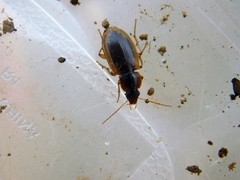 Tanystoma maculicolle