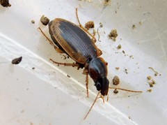 Tanystoma maculicolle