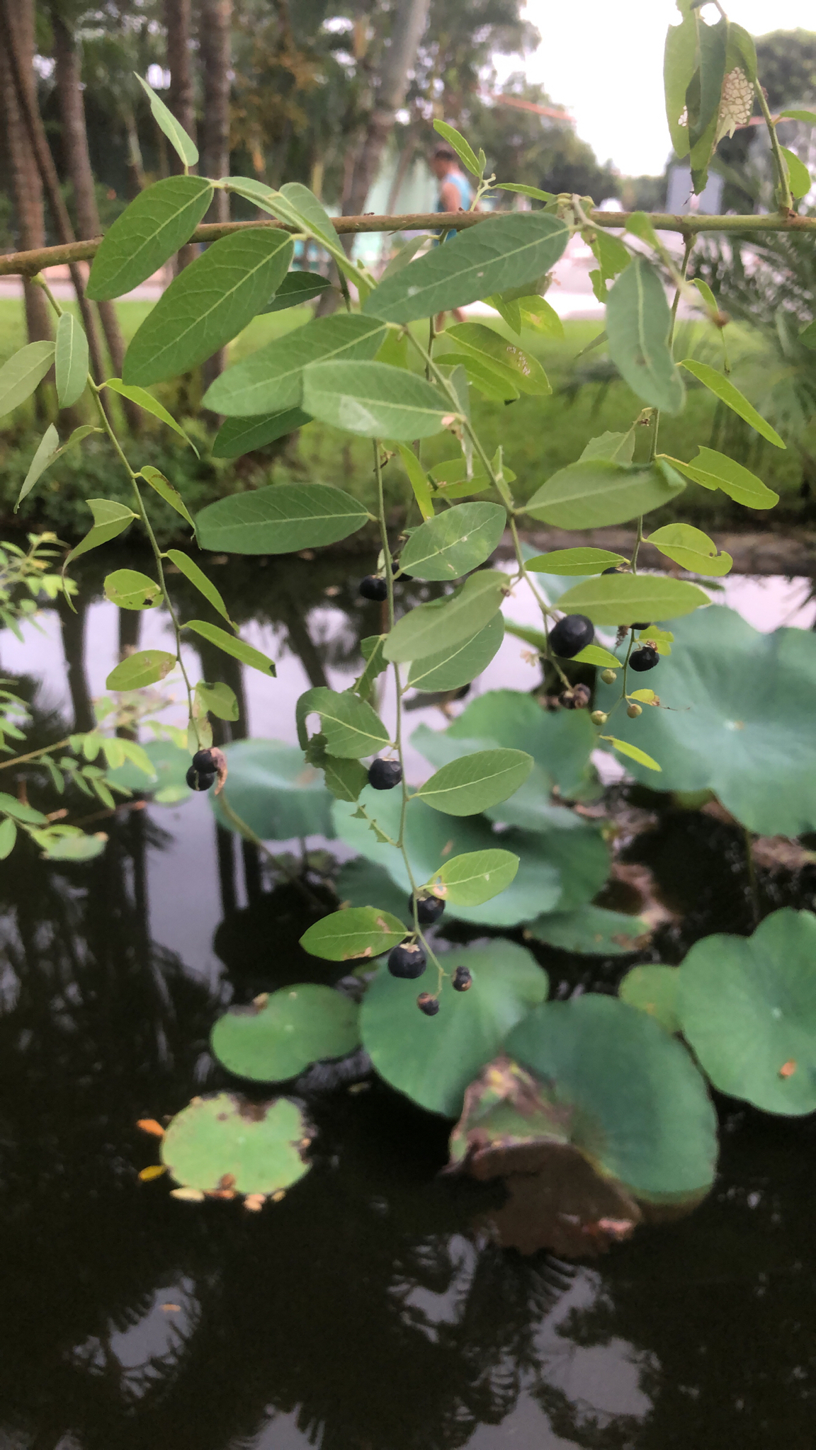 Phyllanthus reticulatus — ảnh 3