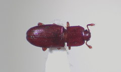 Cerylon unicolor