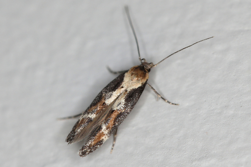 Mompha divisella