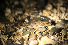 Odontopyxis trispinosa