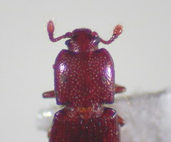 Cerylon unicolor