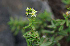 Sedum calcicola