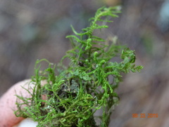 Claopodium bolanderi