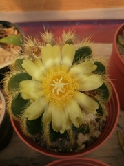 Parodia warasii