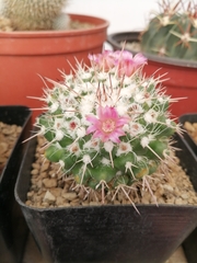 Mammillaria compressa