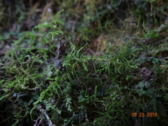 Claopodium bolanderi