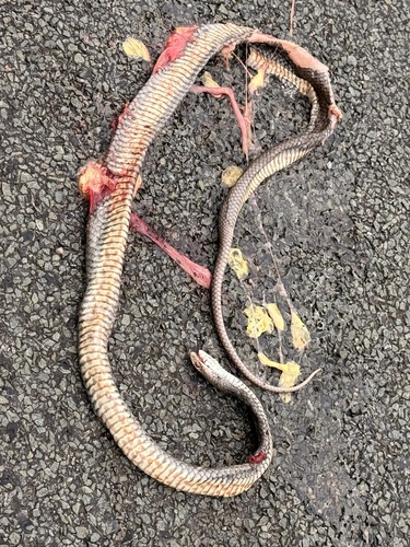 Eastern Brown Snake sighting