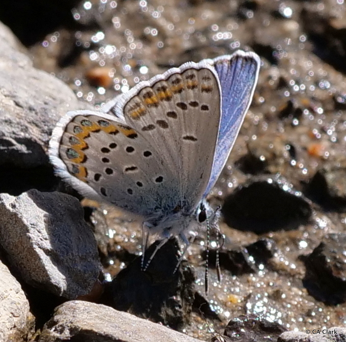 Friday's Blue (Yosemite National Park Butterfly Guide 🦋) · iNaturalist