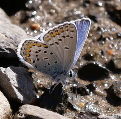 Plebejus fridayi