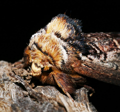 Hylaeora eucalypti