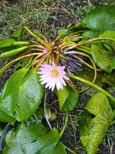 Day Waterlily
