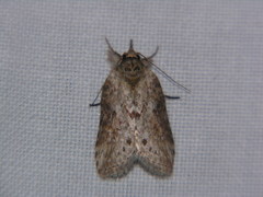 Nycteola indica