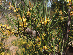 Hakea epiglottis, photograph author not stated, no rights reserved