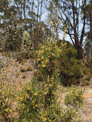Hakea epiglottis, photograph 4