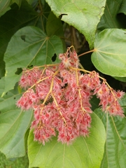Heliocarpus