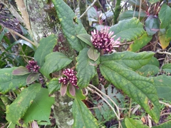 Clerodendrum quadriloculare