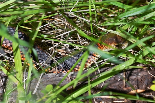 Lowlands Copperhead sighting
