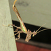 Brazilian Dragon Mantis - Photo (c) Diogo Luiz, some rights reserved (CC BY-SA), uploaded by Diogo Luiz
