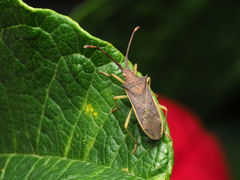 Plinachtus imitator