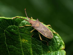 Plinachtus imitator