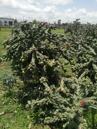 tree cholla