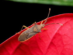 Plinachtus imitator