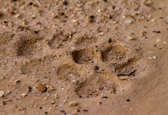 Chrysocyon brachyurus