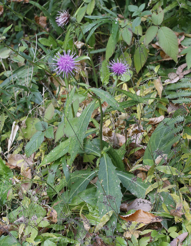 Cirsium suzukaense iNat (1)
