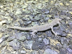 Strophurus williamsi