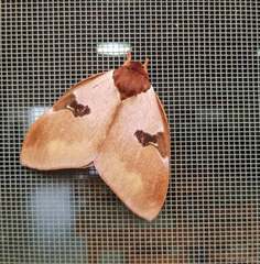 Dirphia thliptophana