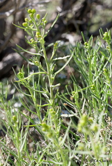 Senecio spartioides granularis