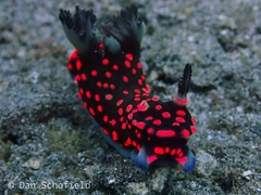 Nembrotha