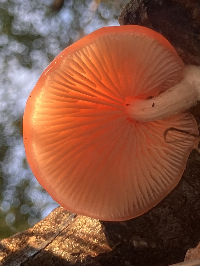 Rhodotus palmatus · November 2025 · photo: © empressmoth (iNaturalist, cc0)