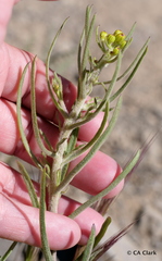 Senecio spartioides granularis
