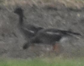 Tundra Bean Goose, De Cocksdorp, Netherlands, photo 8 of 10