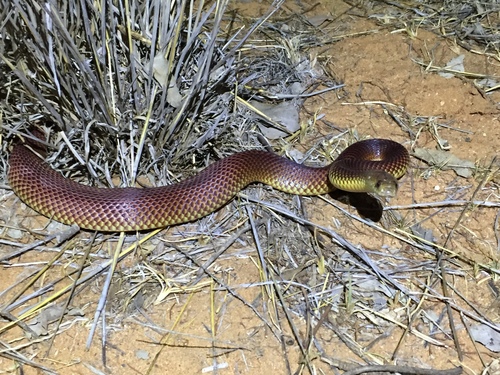 Photo of a Mulga Snake (Pseudechis australis)