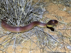 Pseudechis australis