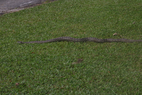 Coastal Carpet Python sighting